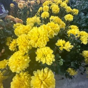 Meet your Posher, Eva